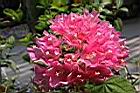非洲芙蓉-花13.JPG