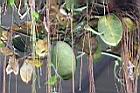 非洲茉莉-實1.jpg