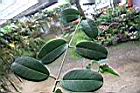 非洲茉莉-葉序1.jpg