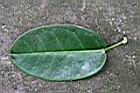 非洲茉莉-葉正.jpg