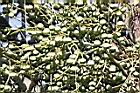 三角椰子-實08.jpg