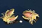 砂糖椰子-雄花13.jpg