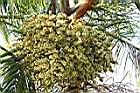 紅鞘椰子-果序12.jpg
