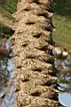羅比親王椰棗-莖0.jpg