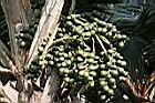 黃棕櫚-實00.jpg