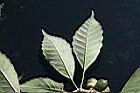 圓果青剛櫟-葉背05.jpg