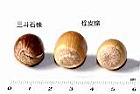 栓皮櫟-實51.JPG