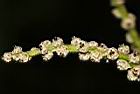 槲櫟-雌花14.JPG