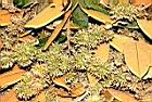 火燒柯-實00.JPG