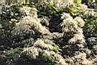 火燒柯-花序04.JPG