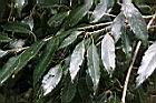 狹葉櫟-葉05.jpg