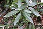 阿里山三斗石櫟-葉01.jpg