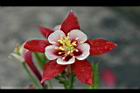 夢幻草-紅花07.jpg