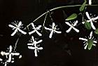 大肚山威靈仙-花02.JPG