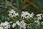 威靈仙-花8.jpg