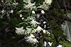 巴氏鐵線蓮-花02.JPG