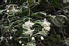 巴氏鐵線蓮-花03.JPG