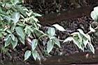 柱果鐵線蓮05.jpg