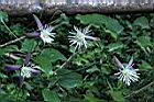 田代氏鐵線蓮-花00.JPG