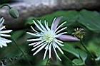 田代氏鐵線蓮-花05.JPG