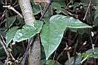 田代氏鐵線蓮-葉05.jpg