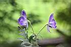 高山烏頭-花17.jpg