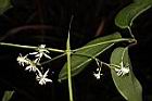 麥氏鐵線蓮-花07.JPG