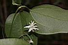 麥氏鐵線蓮-花08.JPG