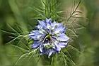 黑種草-花3.jpg
