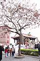 台灣欒樹-冬.JPG