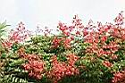 台灣欒樹-紅實0.jpg