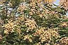 欒樹-實04.JPG