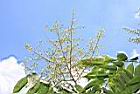 無患子-花序17.JPG