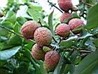 荔枝-實5.JPG