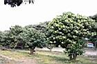 荔枝11.jpg