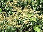 荔枝花03.JPG