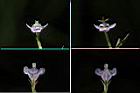 泥花草-花.jpg