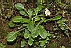 高山通泉草07.JPG