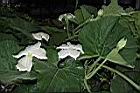 瓠子-花13.JPG