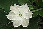 瓠子-雄花04.JPG