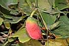 紅瓜-紅實17.JPG
