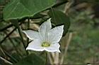 紅瓜-雄花08.JPG