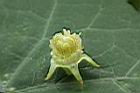 紅瓜-雄蕊05.JPG
