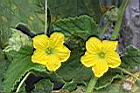 香瓜-花05.JPG