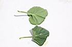 香瓜-葉02.JPG