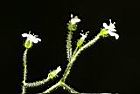 亞毛無心菜-花序03.JPG