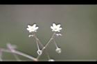 漆姑草-花02.jpg