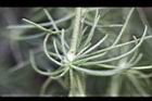 漆姑草-葉04.jpg