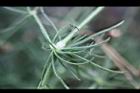 漆姑草-葉05.jpg