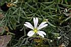 玉山卷耳-花09.jpg
